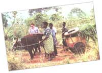 
Janet Ott and Kizza Josephine train oxen Peter and John to pull a cart in Uganda, Africa.
